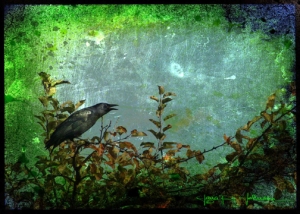 Crow Caw © Jana R. Johnson