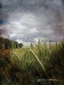 Fantasy Wheat © Jana R. Johnson